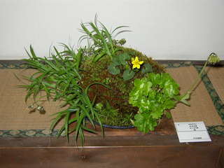 nonohana3-bonsai6.jpg